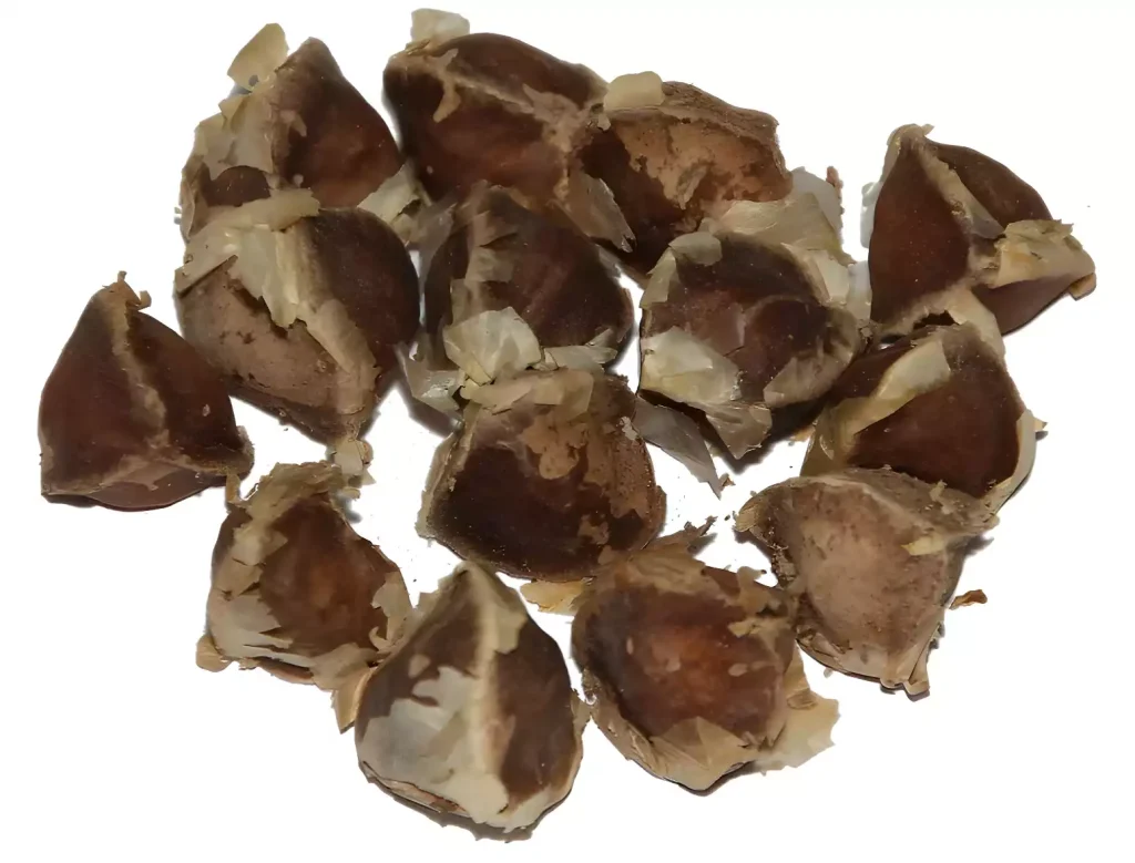 graines de moringa